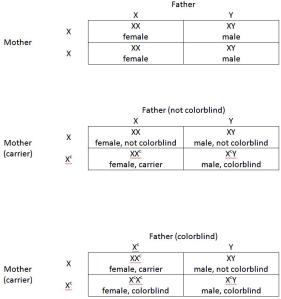 Punnett Square