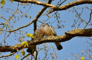 empty nest bird pair